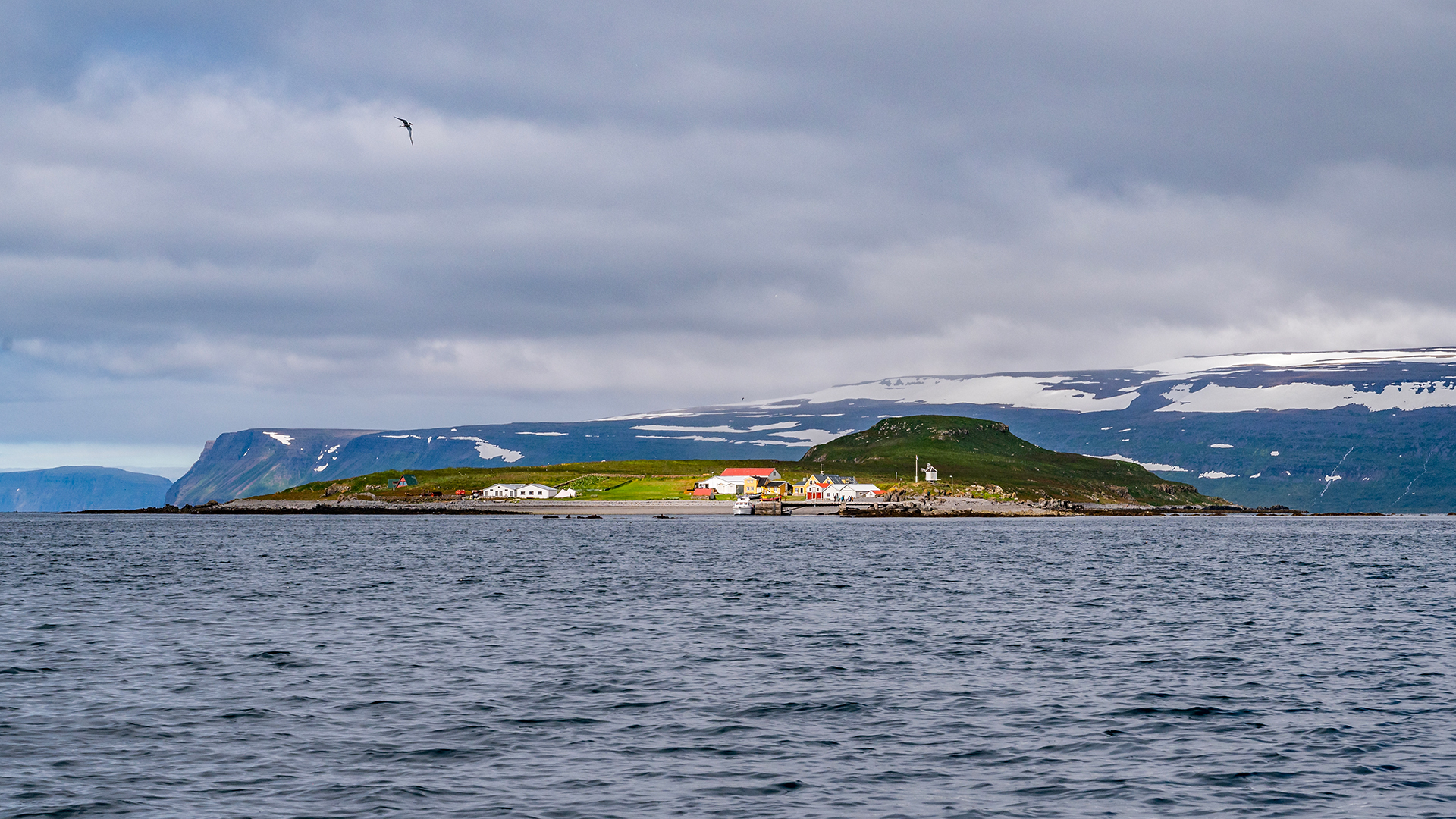 Vigur Island: Iceland’s Puffin Paradise