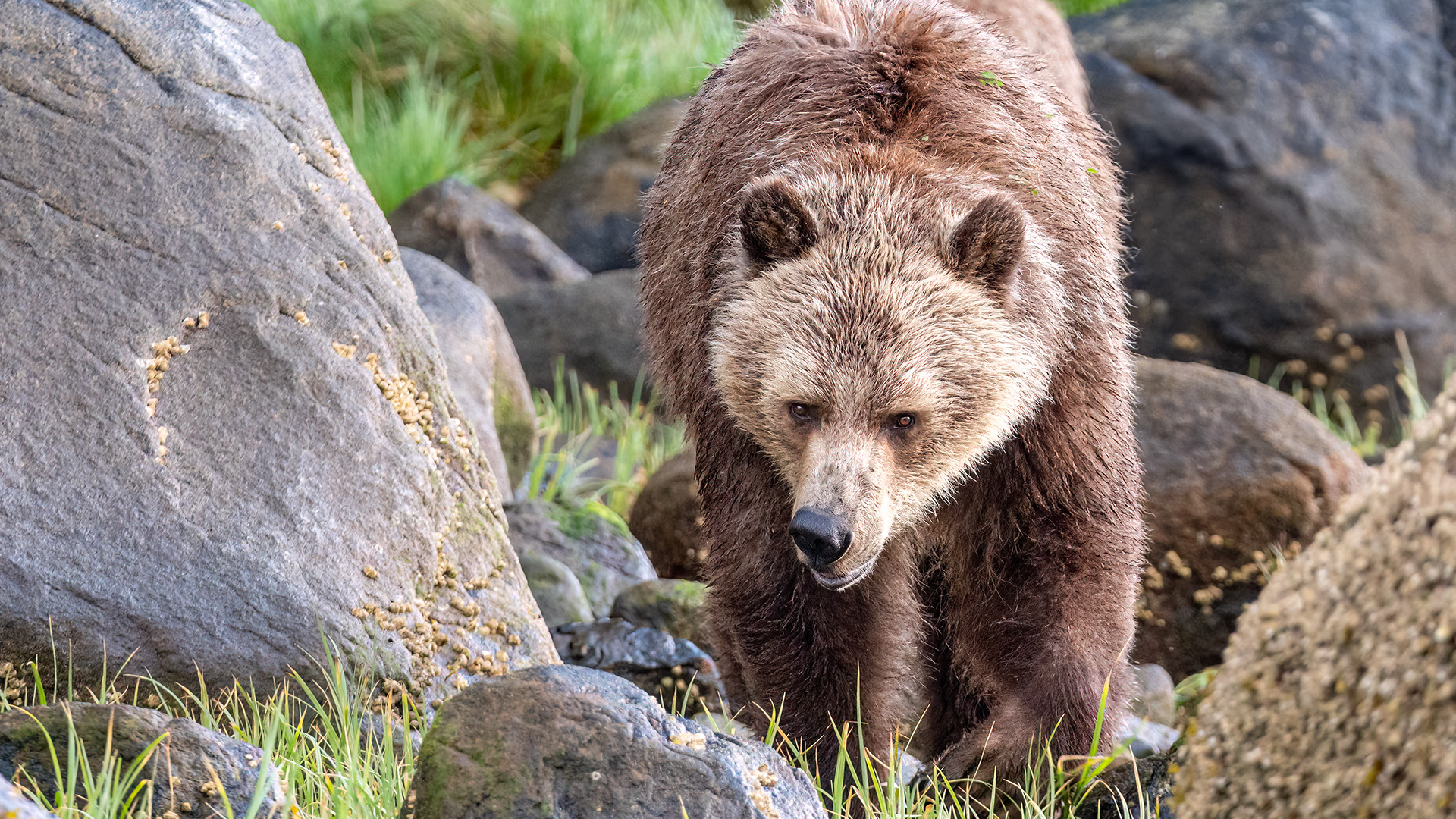 Why Brown Bears Look Different: A Guide’s Photo Diary