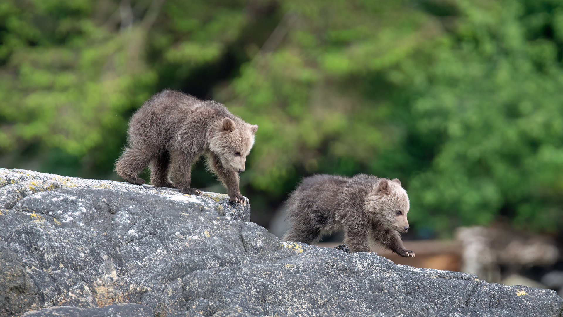 Lastly, we have some very young cubs of the year. These two were likely 3-4 months old and weighed around 20 lbs. Their mother is the bear in image #1, and it’s already evident that she’s passed on her blonde facial fur to her cubs. Adorable!