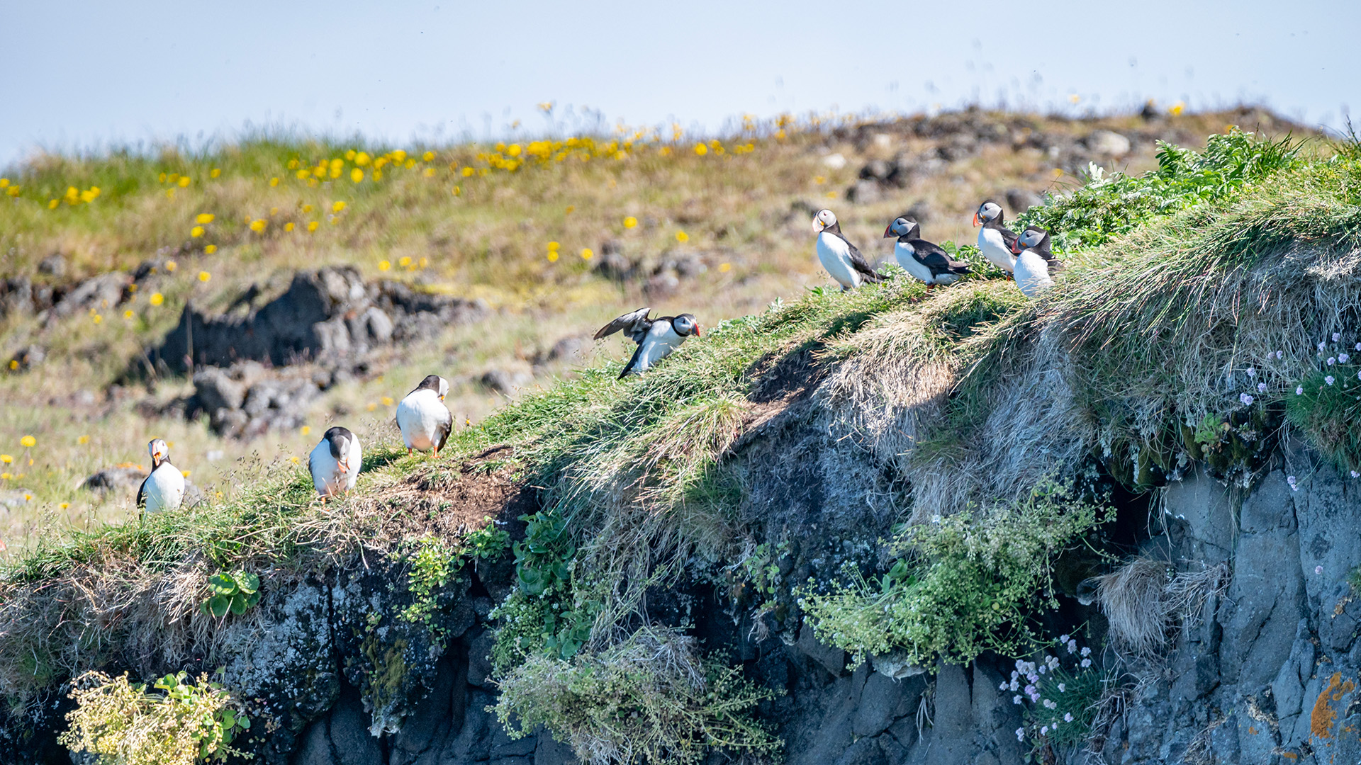 The island is a breeding ground for 100,000 Atlantic puffins. The steep hills and cliffs form the ideal “jump site” for clumsy and heavy puffins.