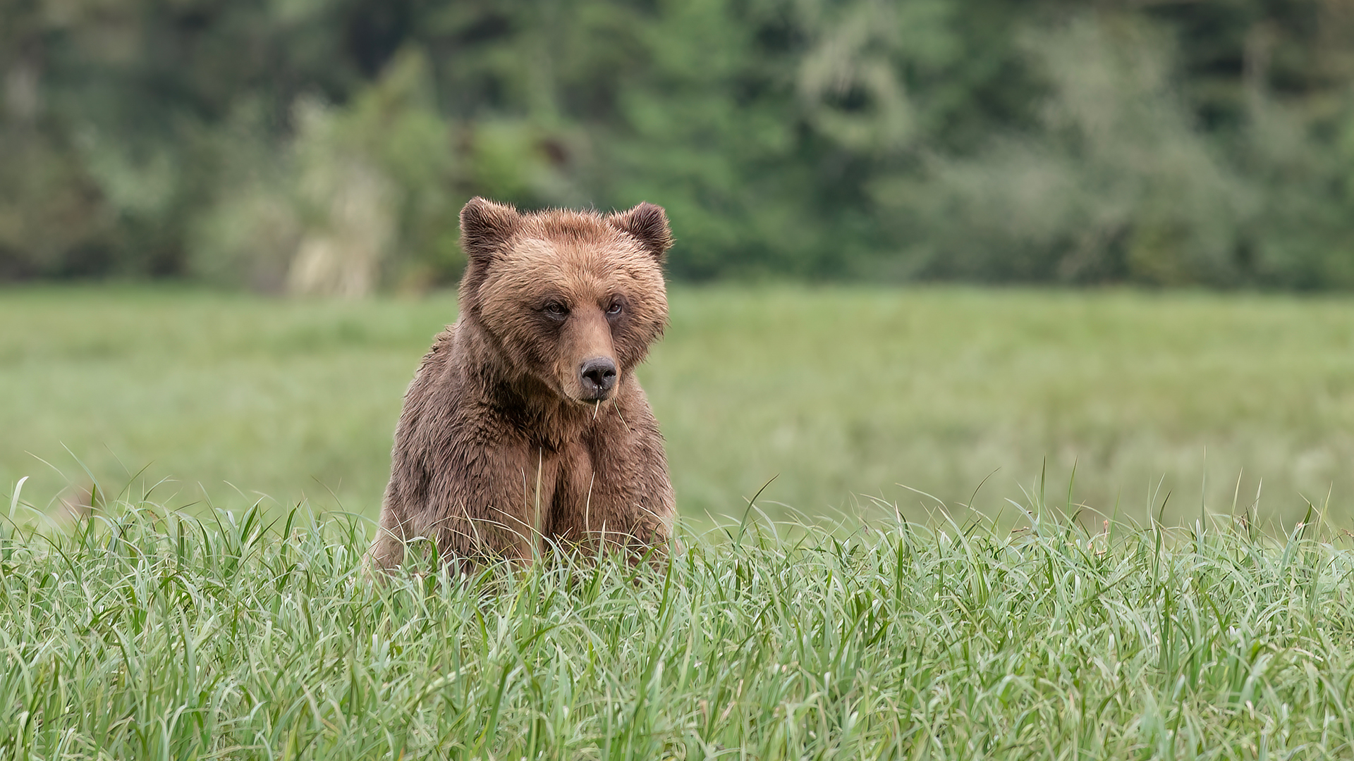 This young adult male, with ears set quite far apart, exemplifies the dish-shaped forehead. Male bears reach their peak size around 12-17 years old. Judging by the size of this bear’s snout, he’ll likely grow quite a bit more.