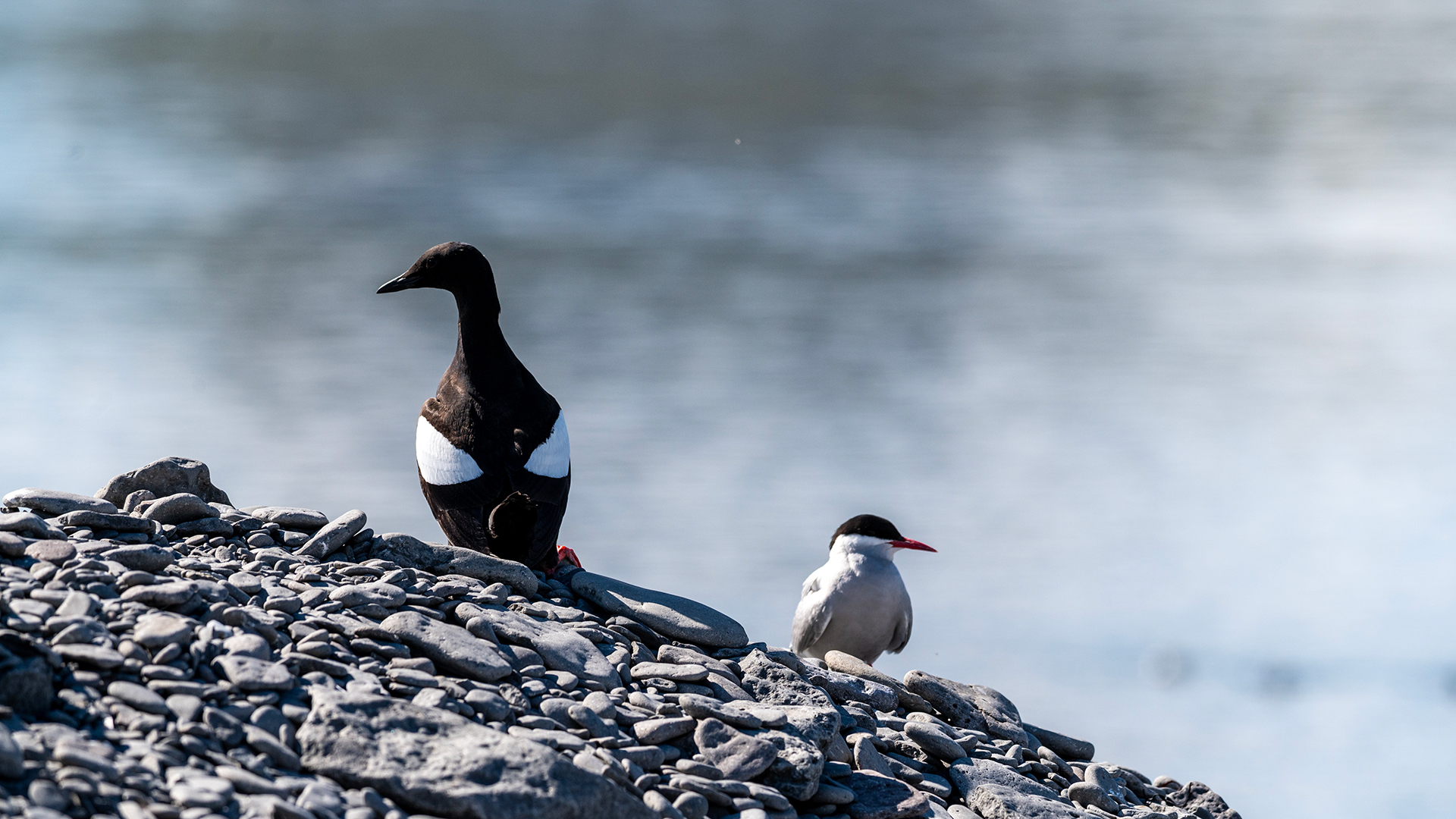 A black guillemot and an Arctic tern share a patch of beach. The breeding birds form dense clusters, a sight not commonly observed in many other parts of the world.