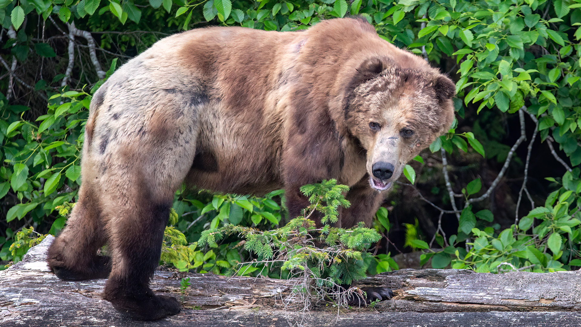 This adult male, in his late teens or possibly early 20s, bears extensive scarring across his body and is missing an ear, the result of scuffles during the breeding season while competing for or defending mating opportunities.