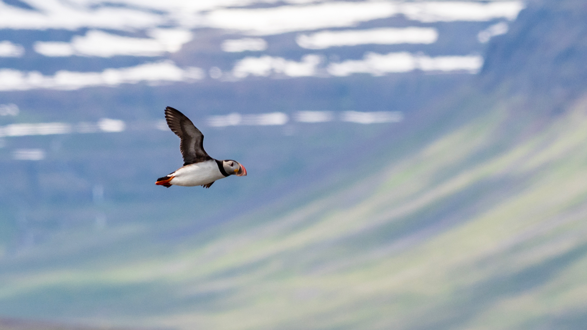Atlantic puffins are the main attraction. These heavy diving birds buzz around the island in all directions. Capturing them in flight is challenging but rewarding!