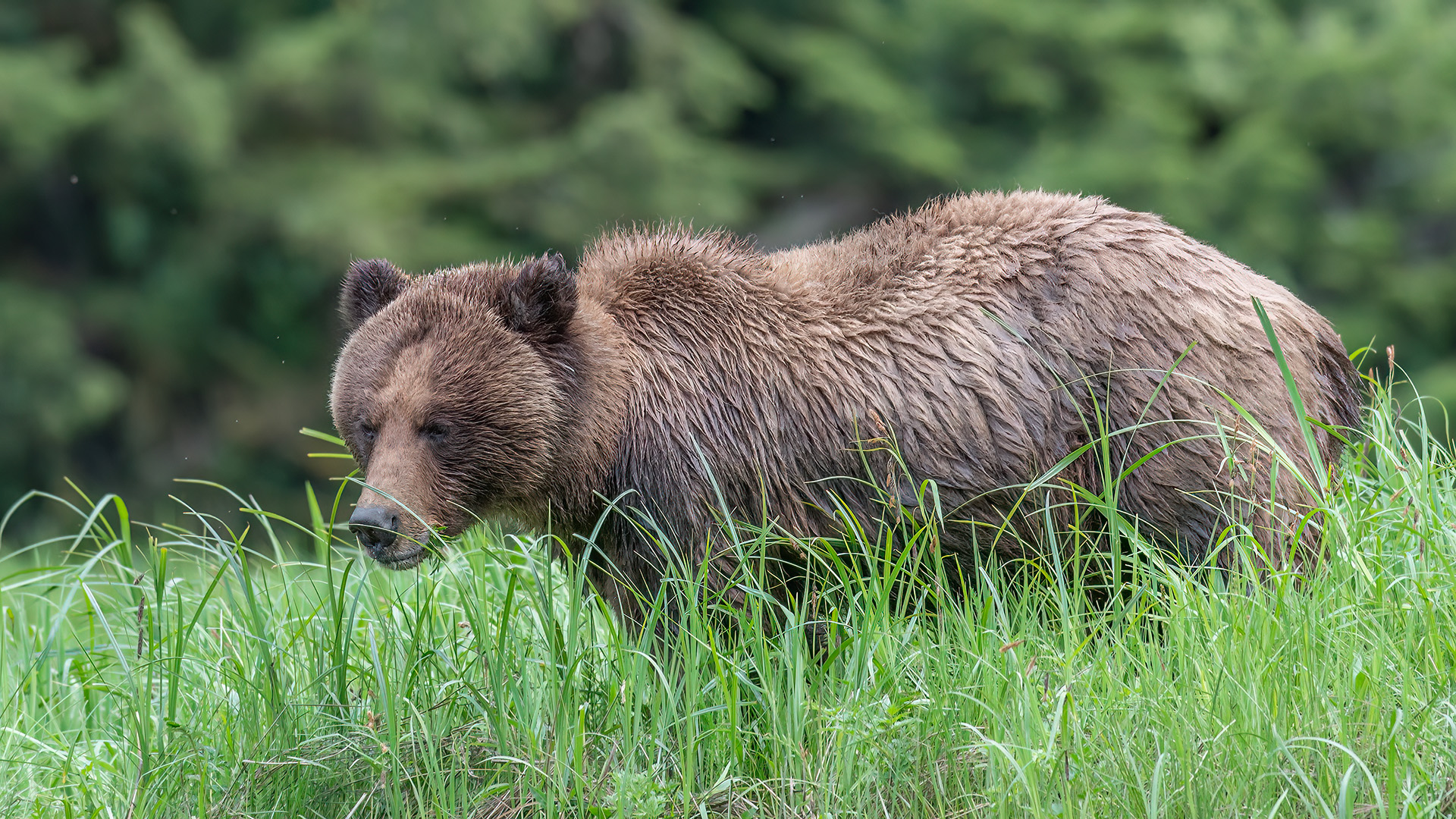 This image shows a relatively uniform brown bear. Note the thinner fur on the bear’s forehead, typical during springtime among most male bears, as they rub intensely on scent-marking trees in the area.