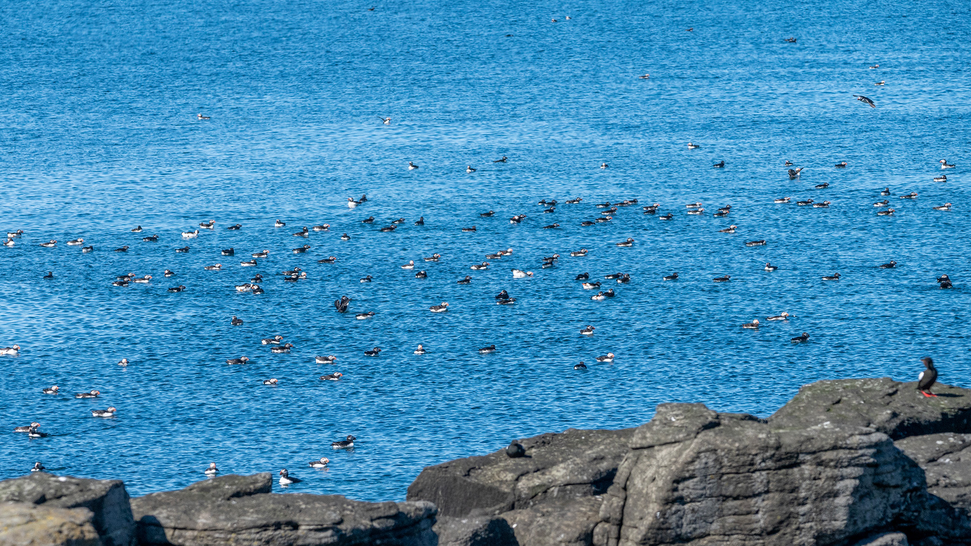 The sea surrounding Vigur Island is often dotted with resting puffins as far as the eye can see.