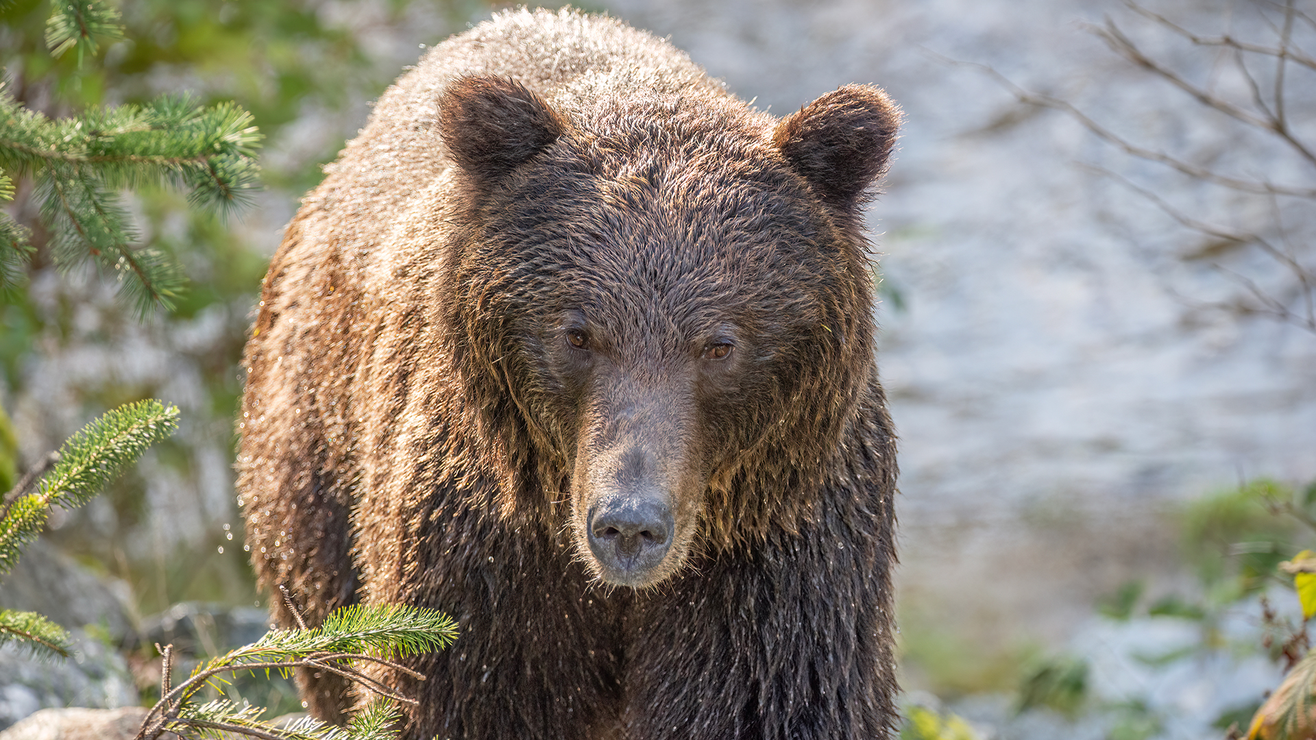 This young male brown bear’s fur takes on an almost golden hue in the sunlight. Again, observe the length of the snout—this bear has some growing to do.