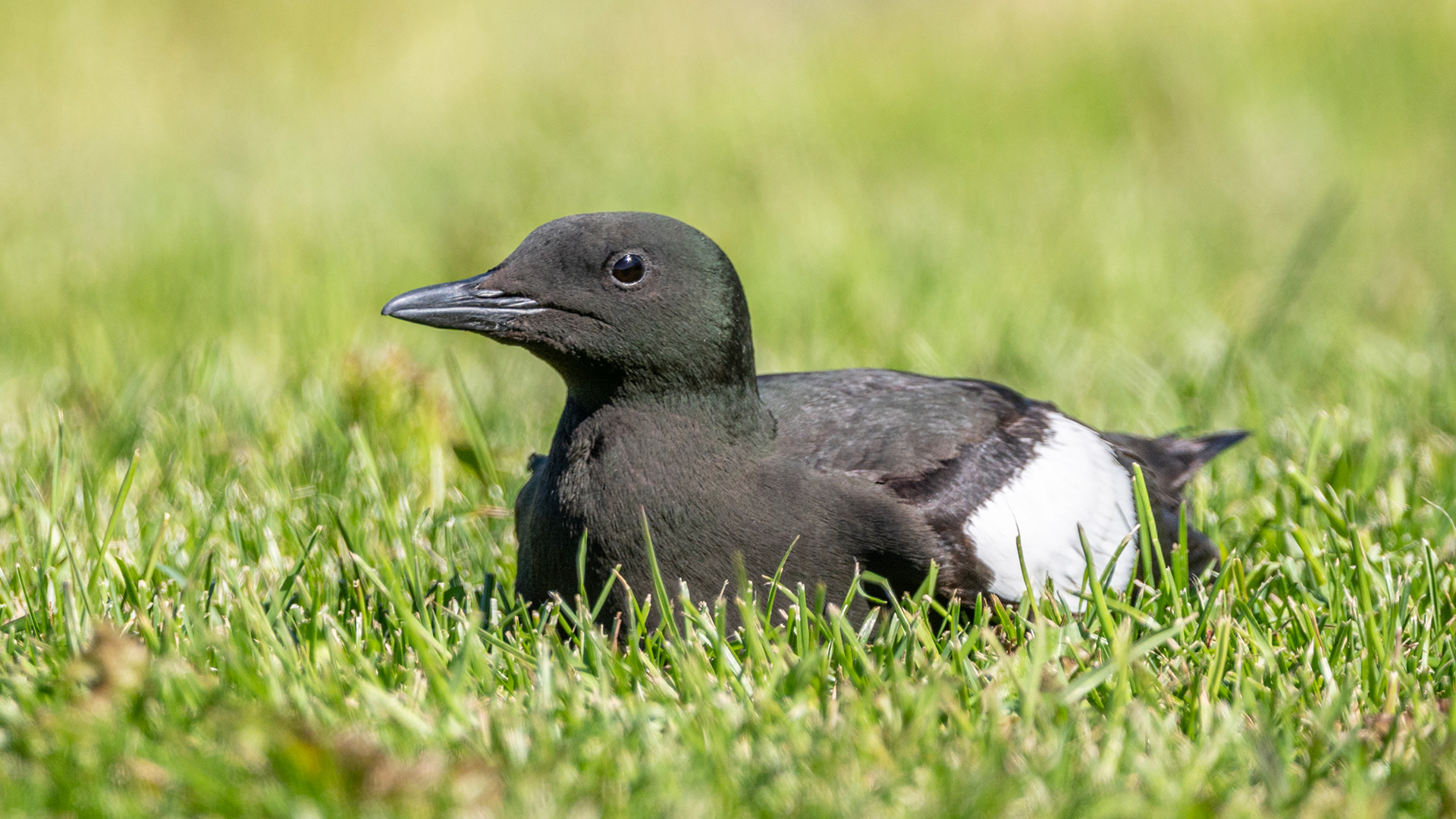 The front lawn by the restaurant serves as a tranquil resting spot. This black guillemot seemed undisturbed by our presence.