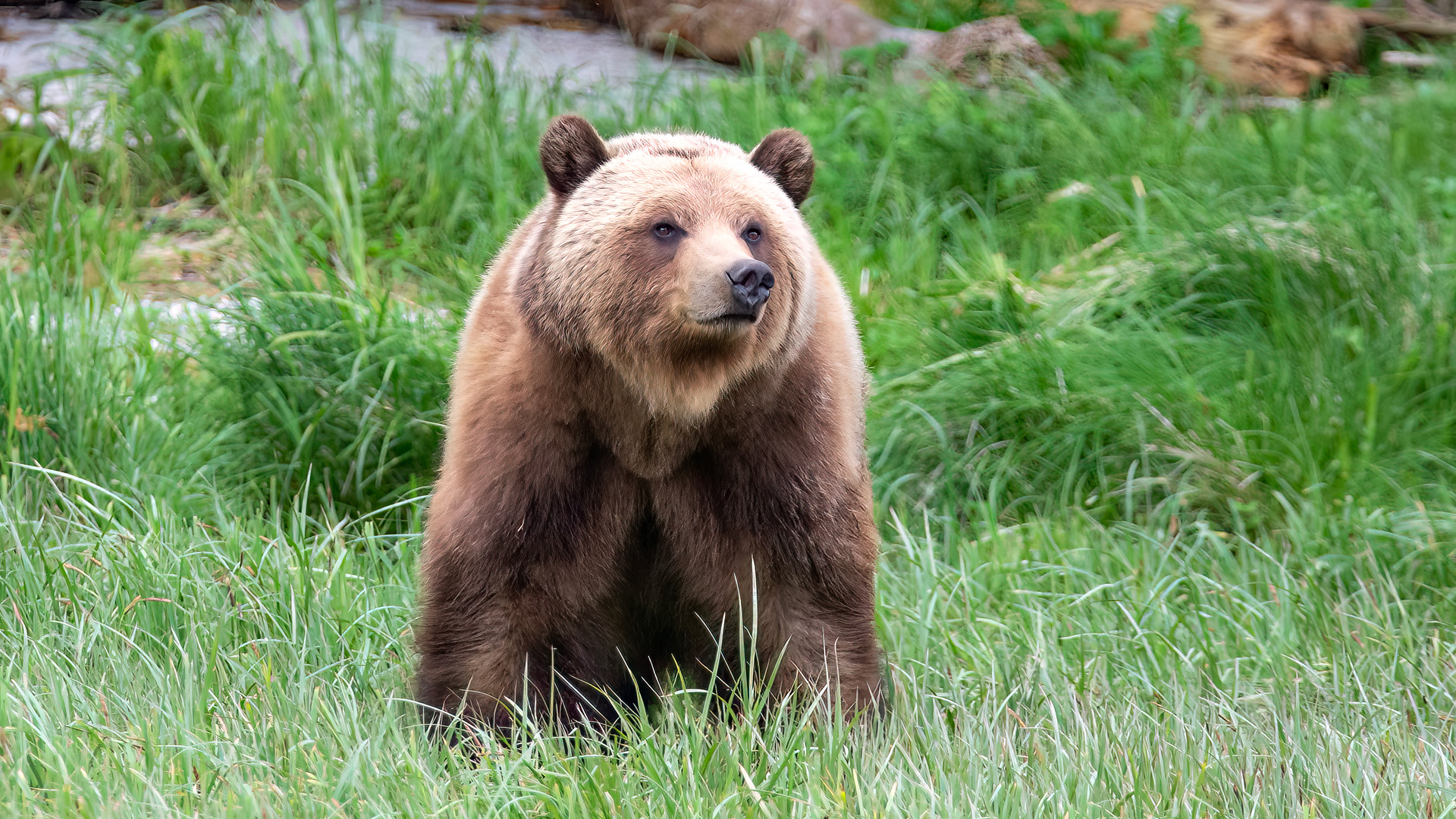 This young female brown bear was around 7 or 8 in this picture. I’ve watched her each year since she was a yearling cub. One of her distinct features is her eyes; much darker fur around the eyes with very blonde hair on the rest of her face makes her easily recognizable.