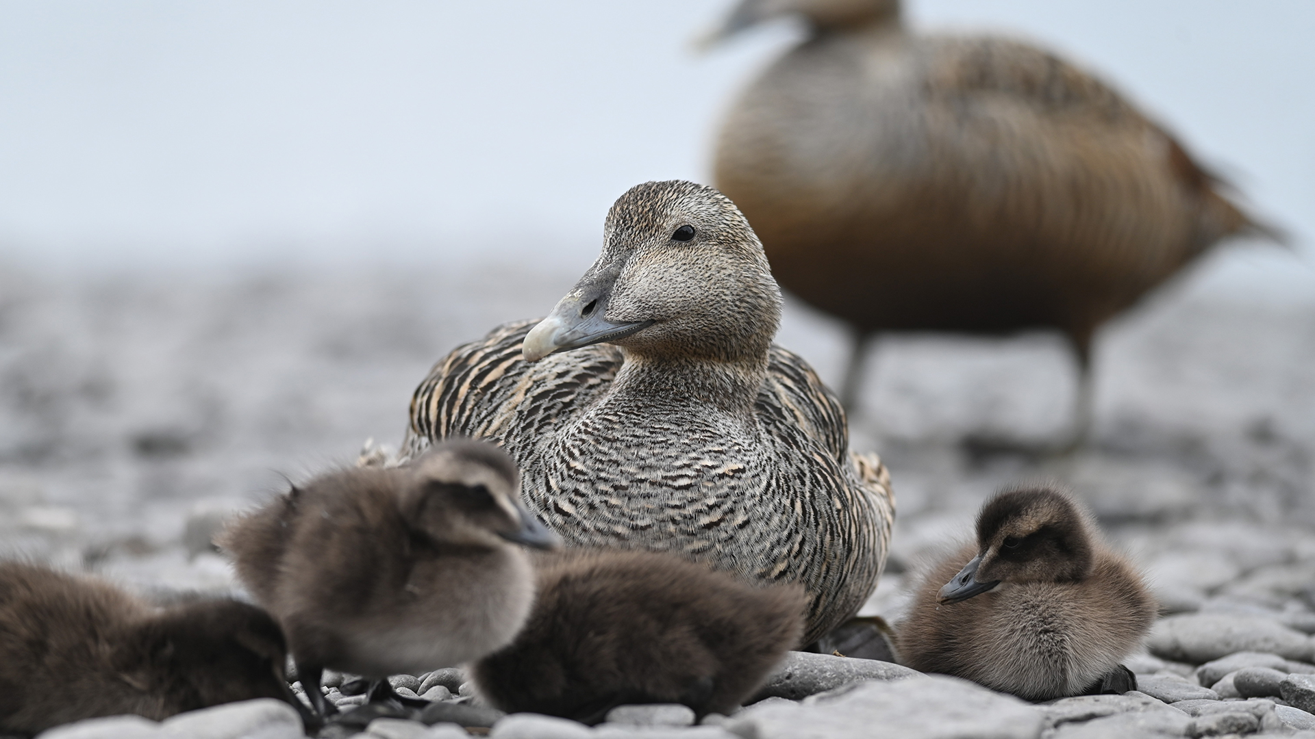The island hosts 7,000 breeding common eiders. For decades, farmers have collected down shed by the chicks, replacing it with hay to maintain the nest’s insulative properties before processing and selling it globally. Iceland’s common eiders contribute to 90% of the worldwide eider down supply.