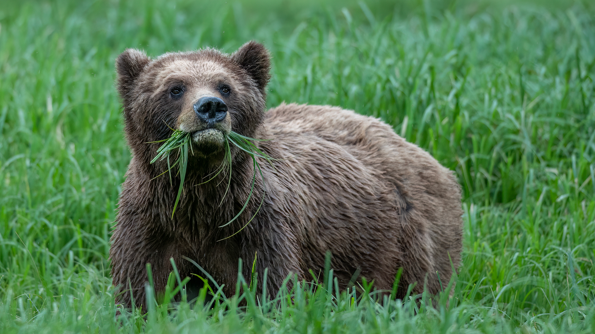 This bear, munching on Lyngby’s sedge—an important springtime food, displays a uniform brown color, but the ears are slightly pointy and asymmetrical.