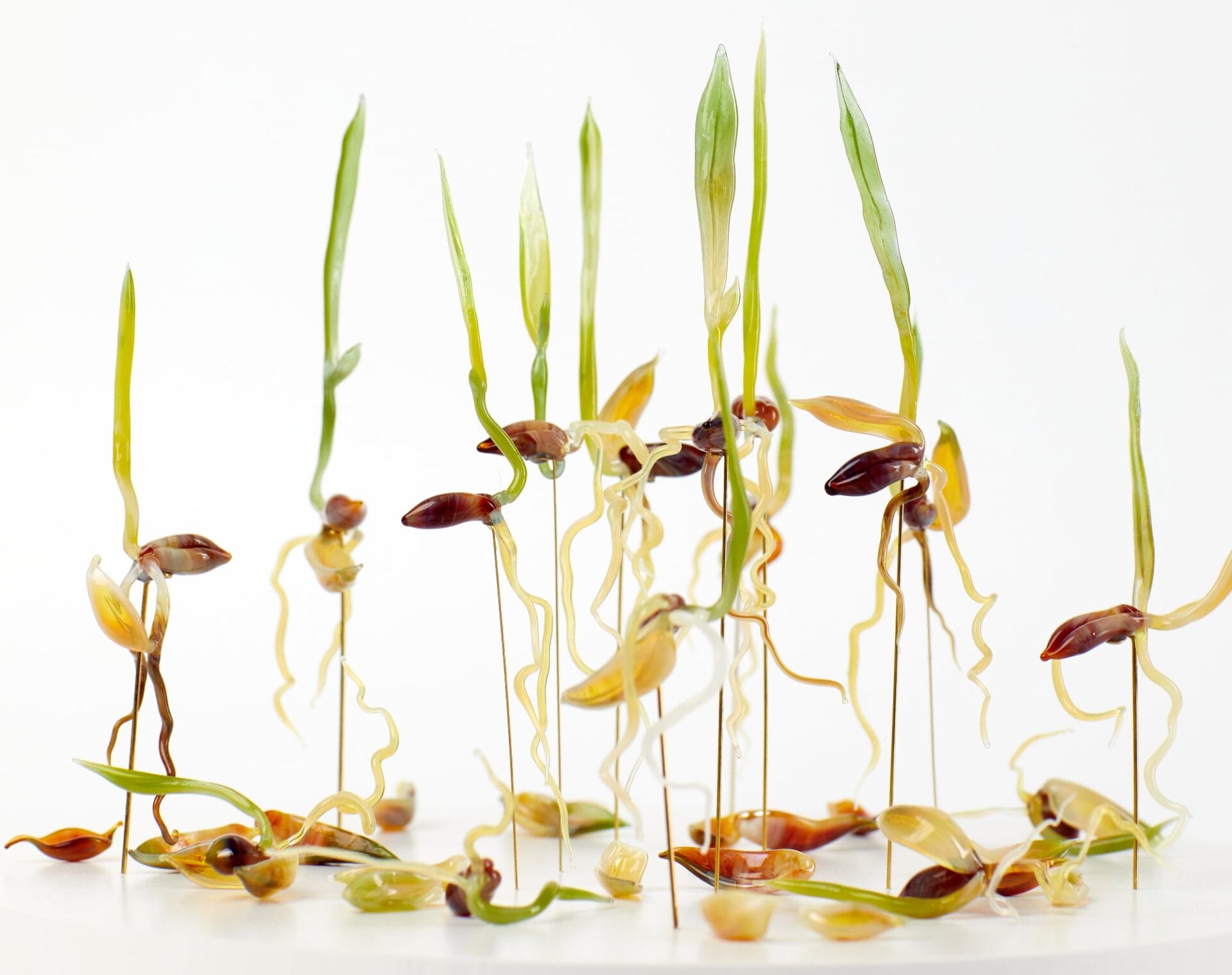 Through Delicate Glass Sprouts, Nataliya Vladychko Emphasizes the Wild Resiliency of Seeds