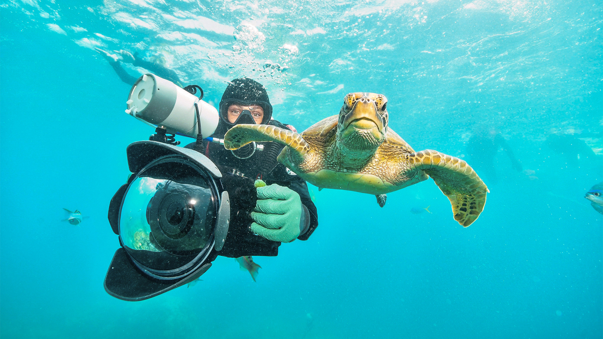 underwater photography conservation photographer diving snorkeling sea turtle