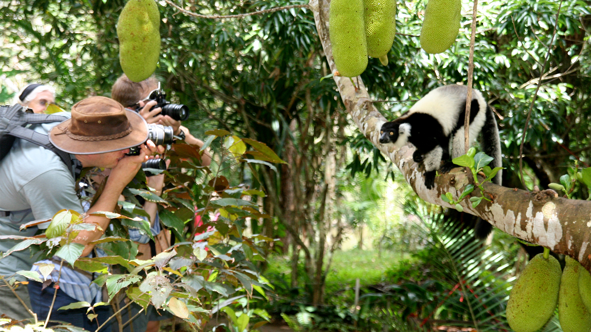 Nat Hab guests photograph a black-and-white ruffed lemur in Ranomafana National Park, Madagascar