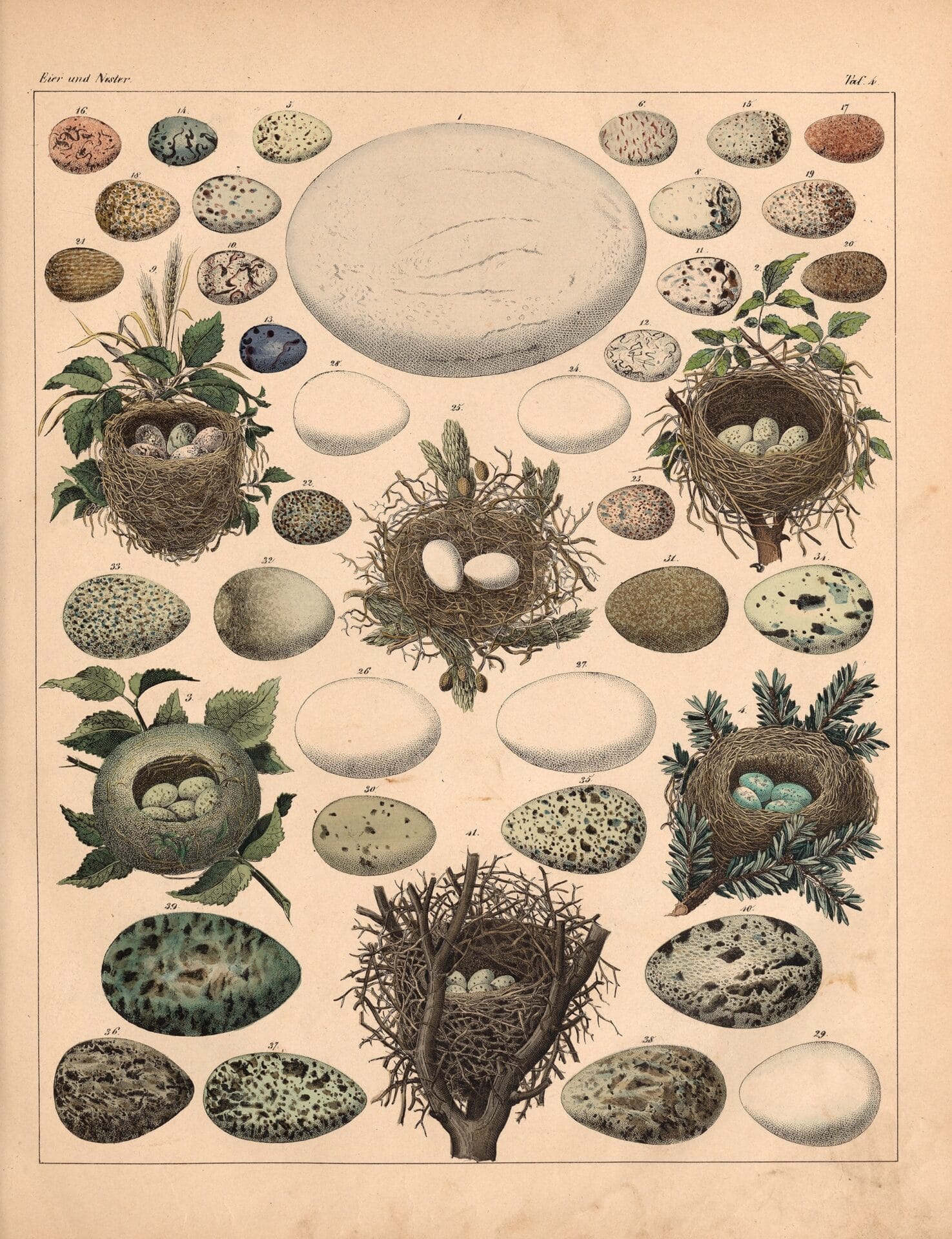 an 18th-century natural history book illustration of bird eggs and nests