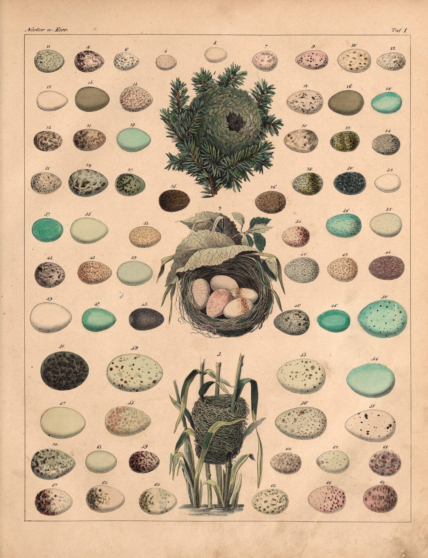 an 18th-century natural history book illustration of bird eggs and nests