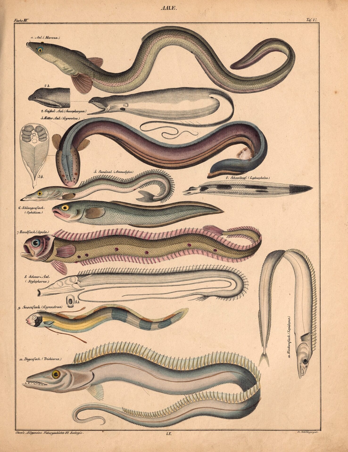 an 18th-century natural history book illustration of eels