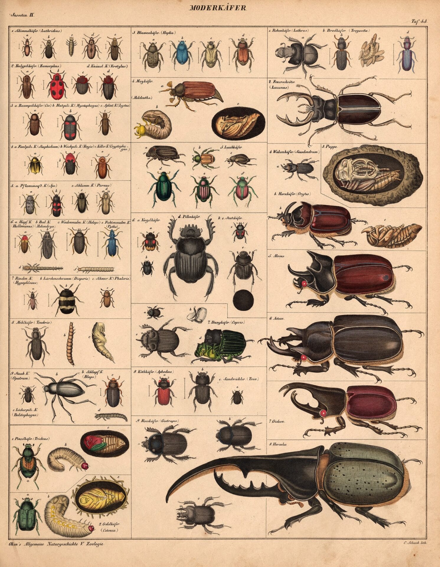 an 18th-century natural history book illustration of numerous beetles, organized by size and color into classifications in a chart