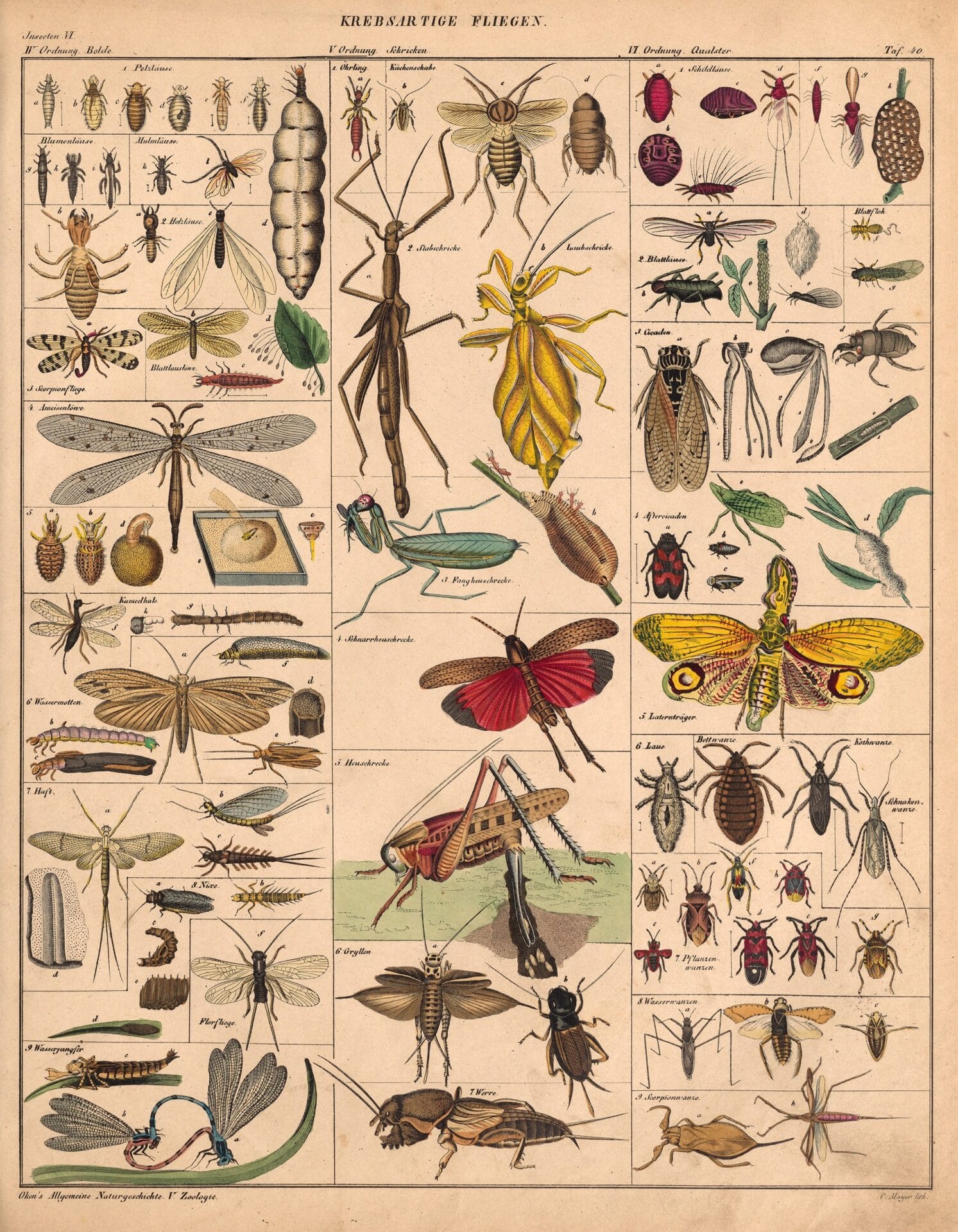 an 18th-century natural history book illustration of winged insects, classified into a grid