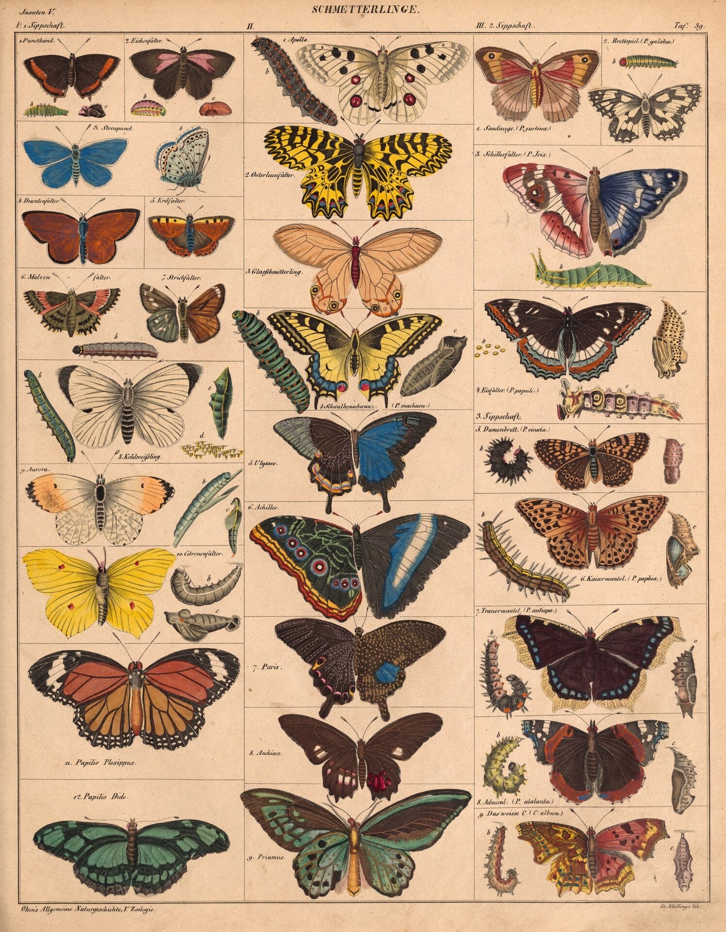 an 18th-century natural history book illustration of butterflies, some shown at their larval and pupae stages