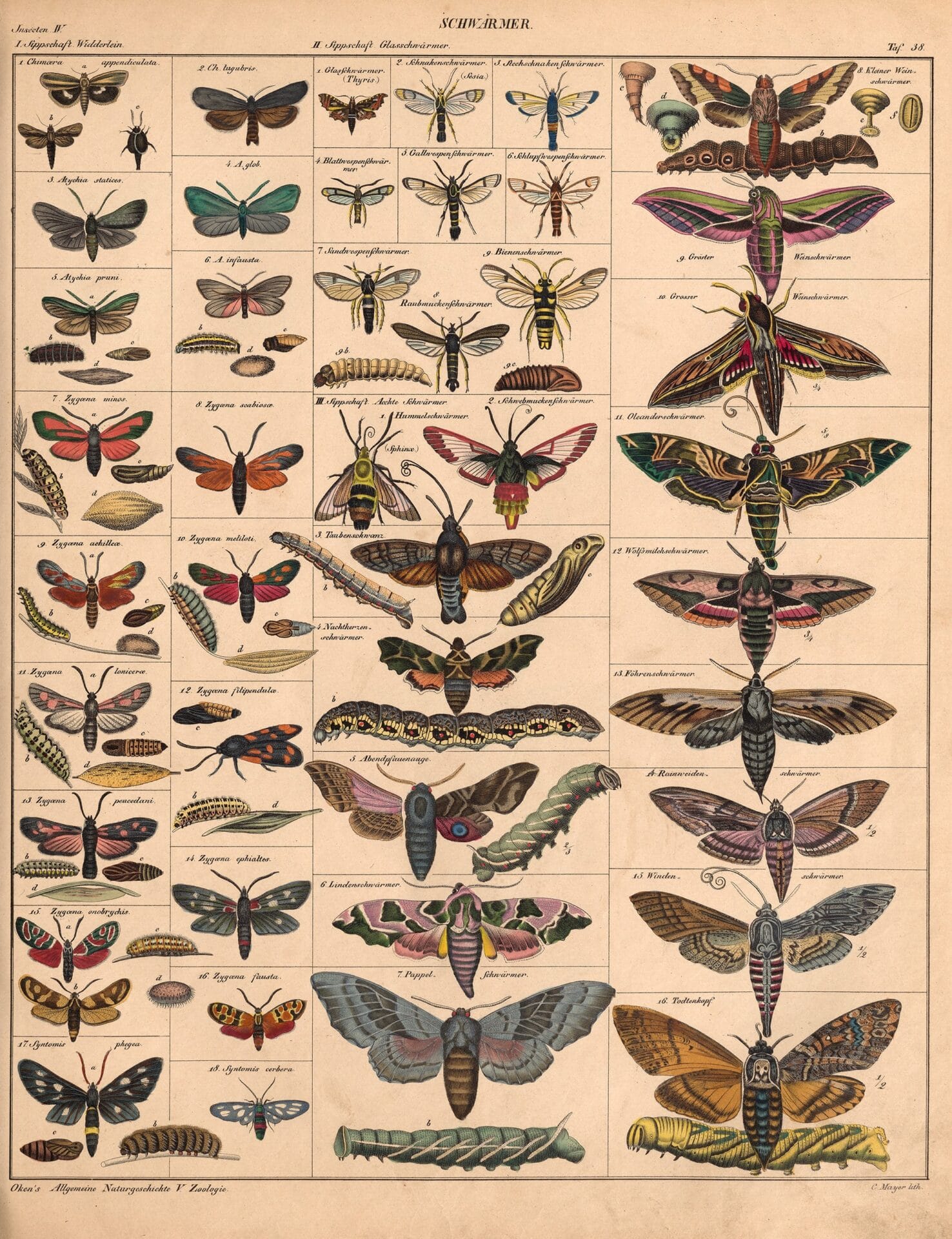 an 18th-century natural history book illustration of moths, some shown at their larval and pupae stages