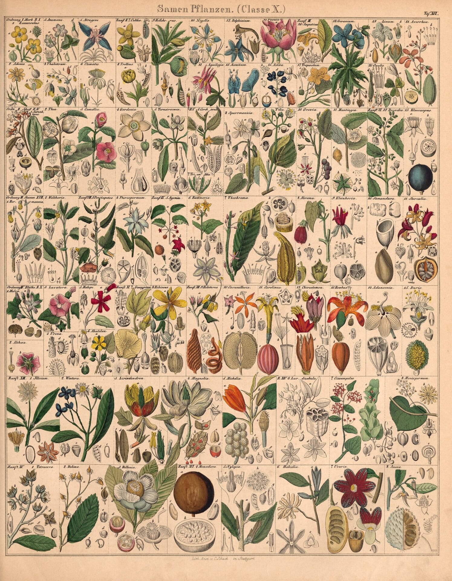 an 18th-century natural history book illustration of numerous plants and botanicals categorized on the page into a grid