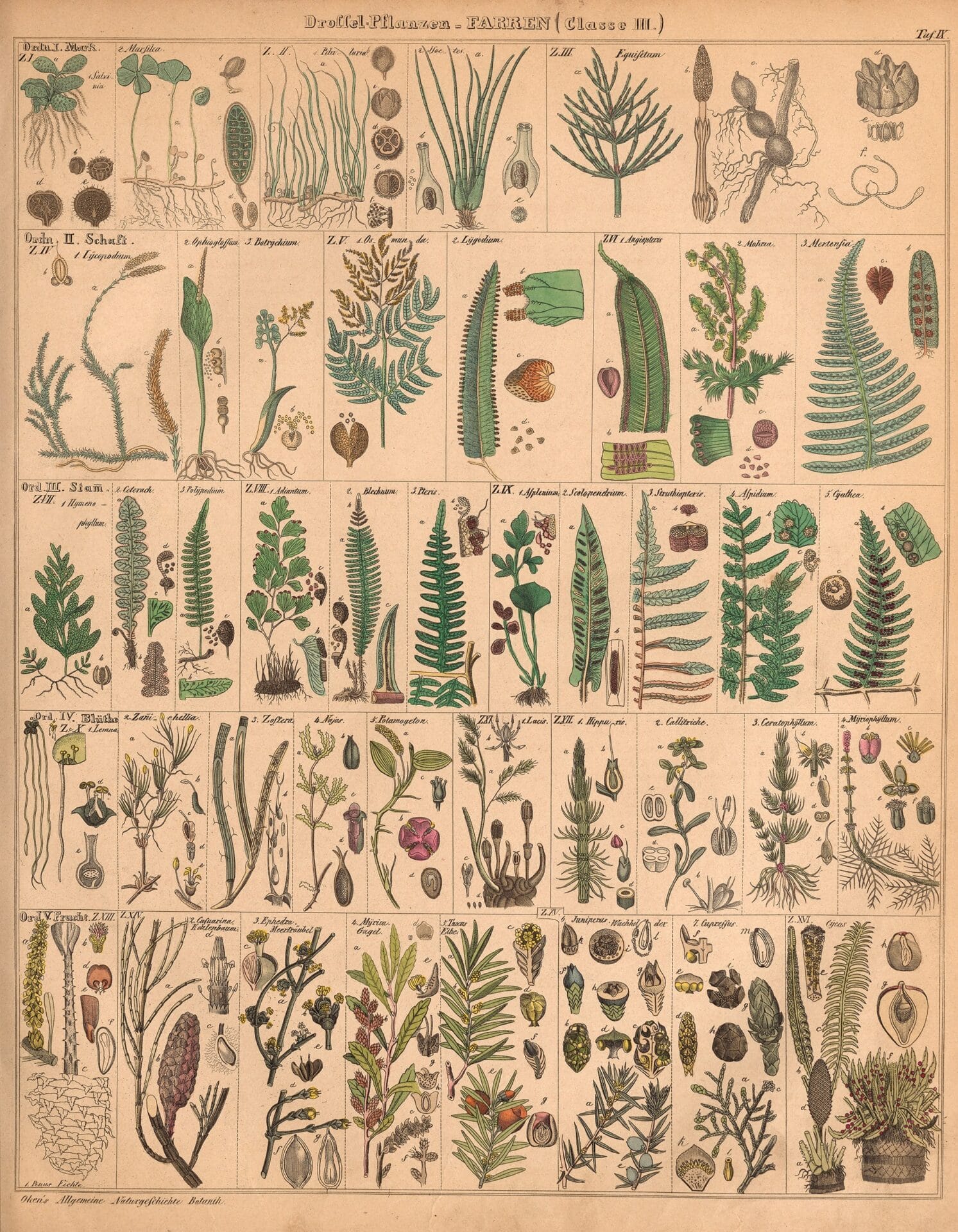 an 18th-century natural history book illustration of ferns, categorized on the page into a grid showing their seeds and different stages of growth