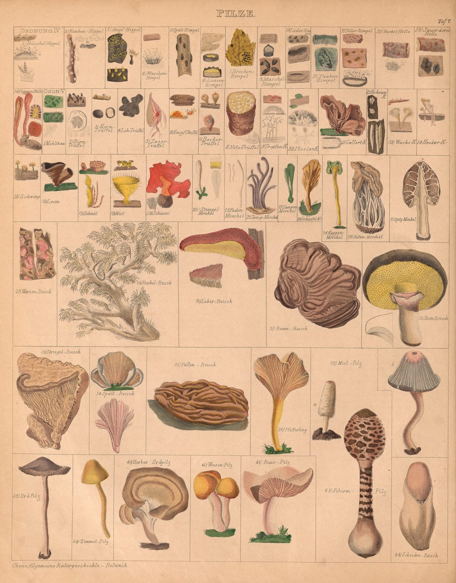 an 18th-century natural history book illustration of mushrooms