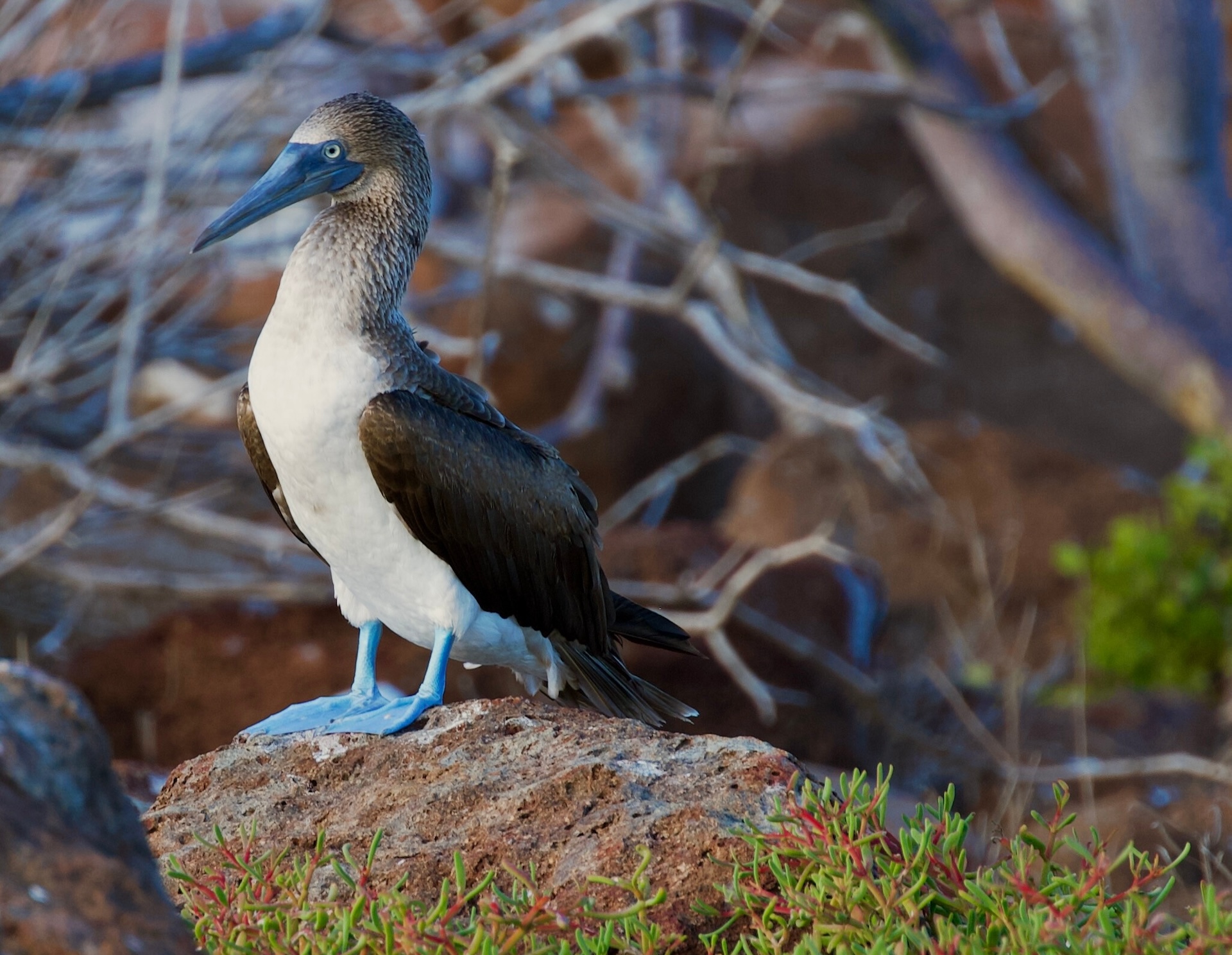 Blue-footed booby in the Galapagos by Vera Irions