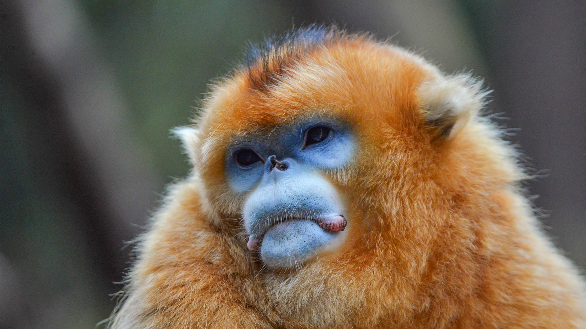 Photograph Endangered Golden Snub-Nosed Monkeys in China’s Nature Reserves