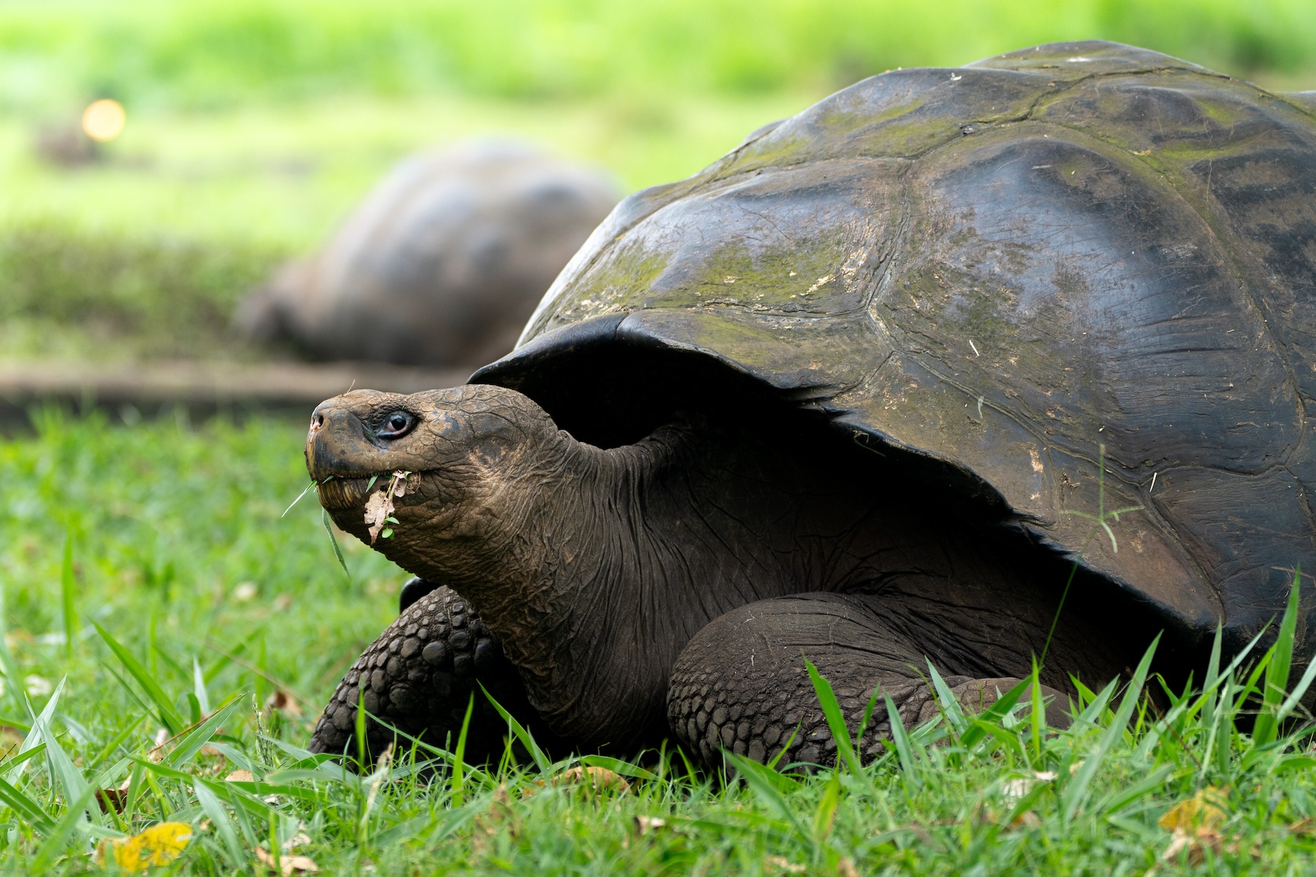 Galapagos Giant Tortoise by Rashid Cruz