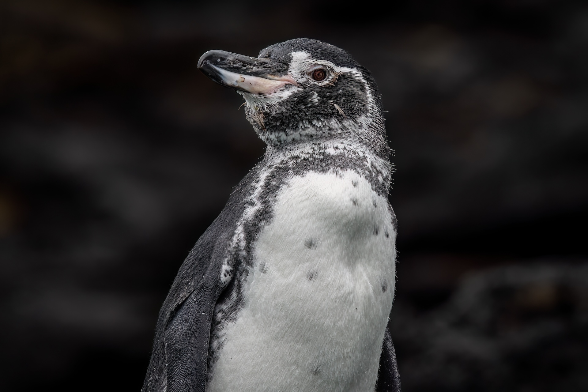 Galapagos penguin by Mike Hillman